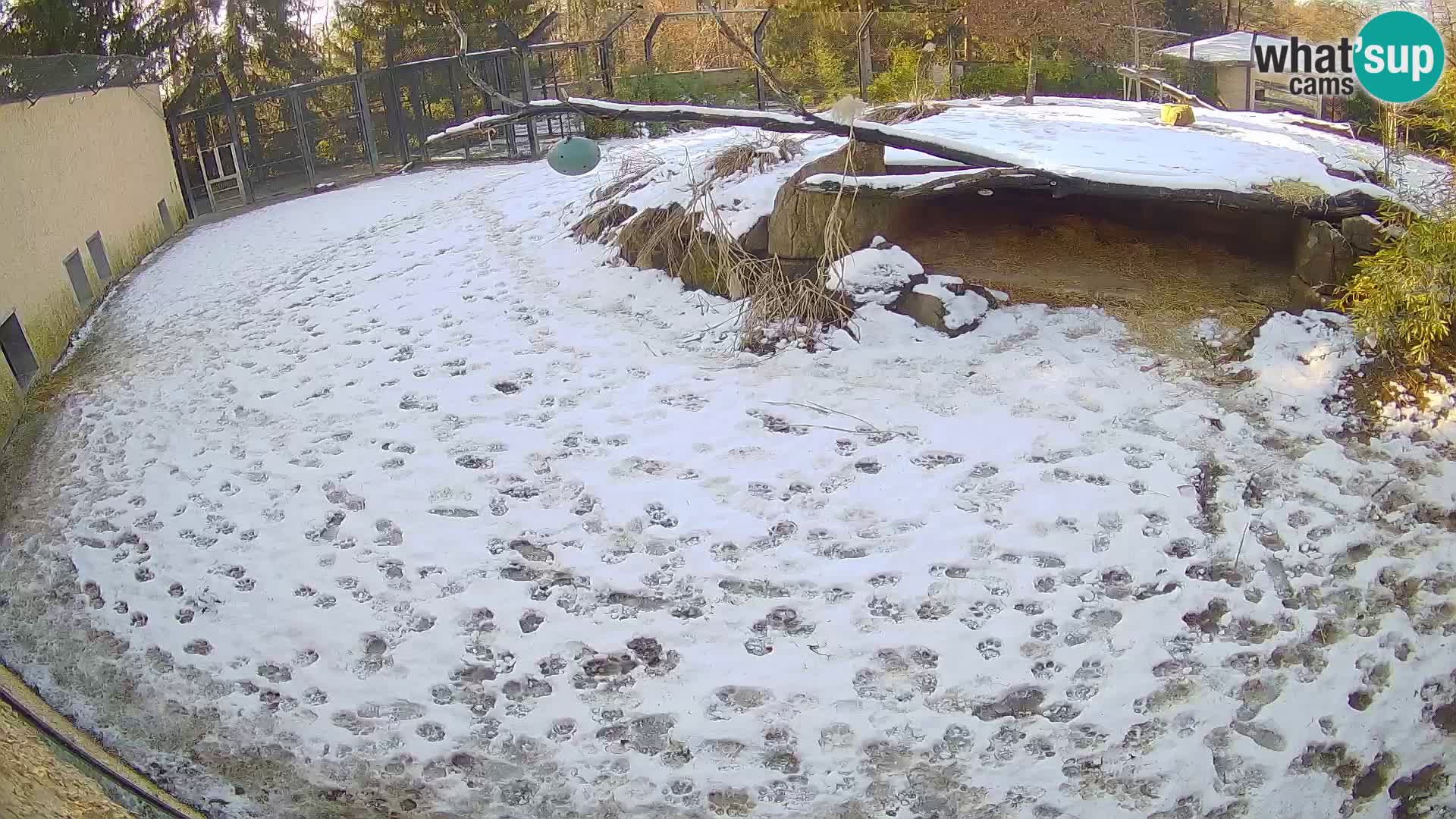 LEVI spletna kamera v živalskem vrtu Ljubljana Zoo