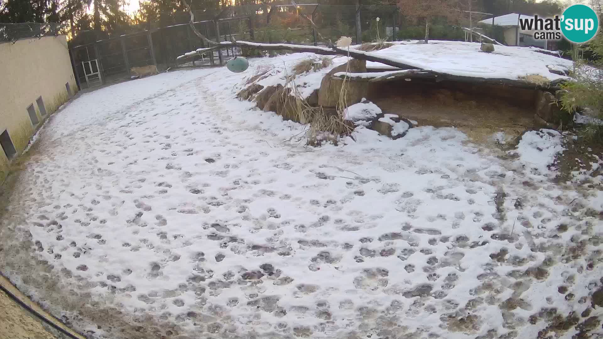 LION live Webcam in Ljubljana Zoo – Slovenia