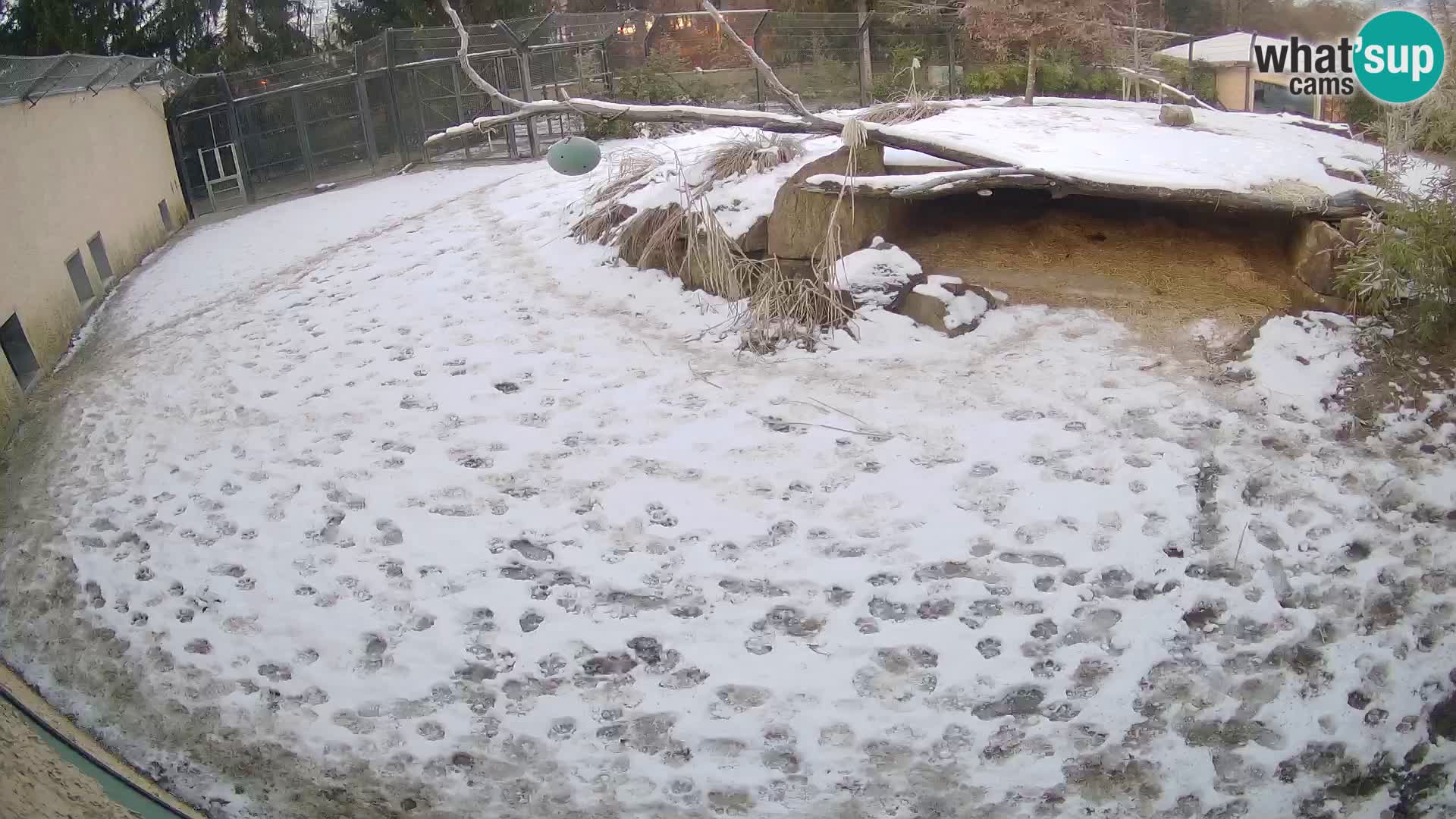 Lavovi web kamera uživo u ljubljanskom zoološkom vrtu – Slovenija