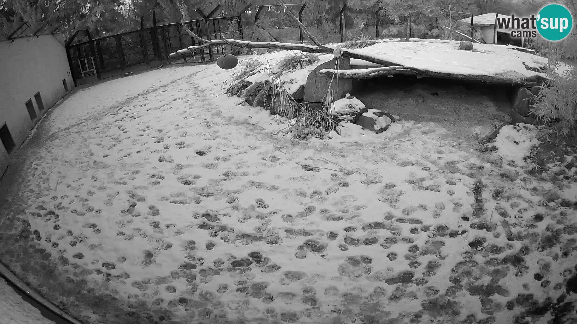 LEONE live Webcam nello zoo di Lubiana – Slovenia