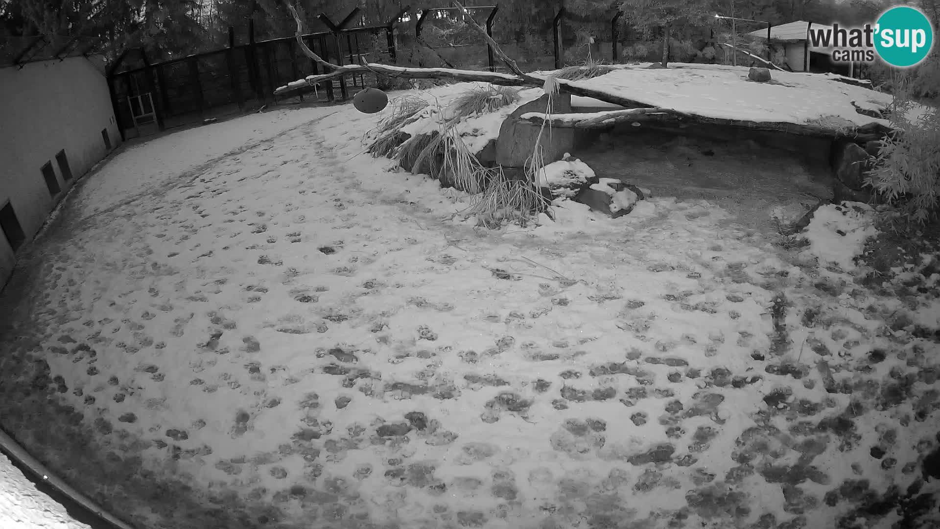 Löwe live Webcam im Zoo von Ljubljana – Slowenien