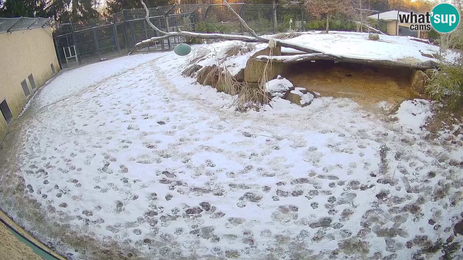 LION live Webcam in Ljubljana Zoo – Slovenia