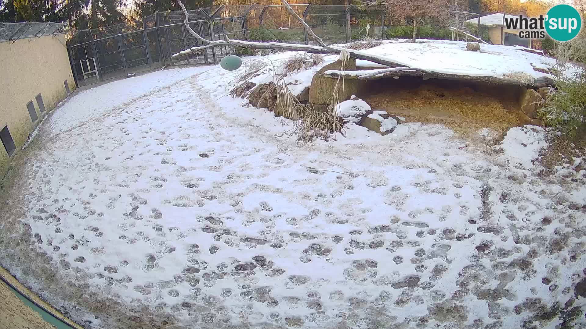 LION webcam en direct du zoo de Ljubljana – Slovénie