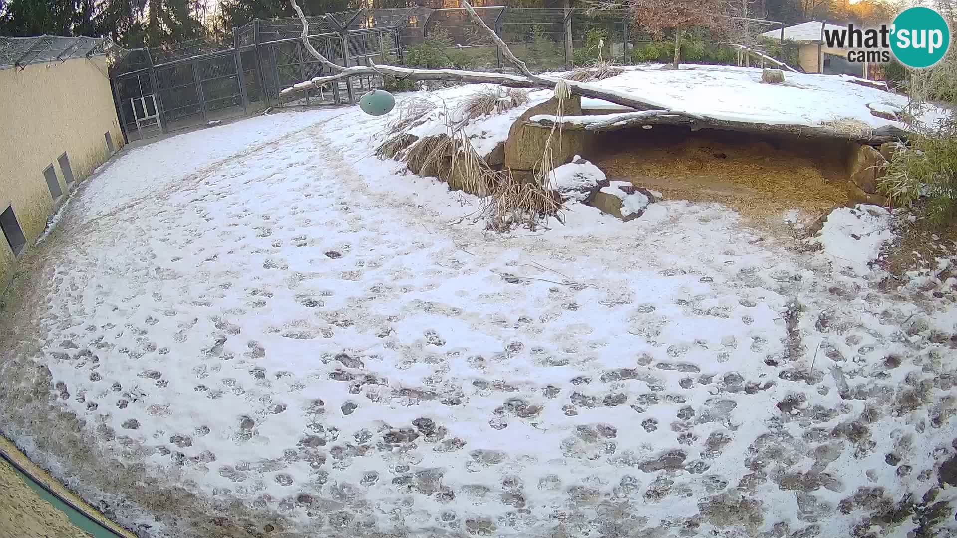 LEVI spletna kamera v živalskem vrtu Ljubljana Zoo