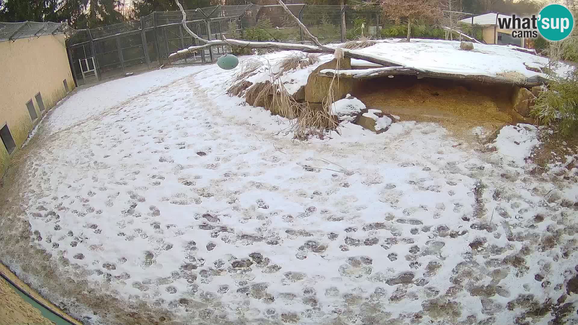 Lavovi web kamera uživo u ljubljanskom zoološkom vrtu – Slovenija