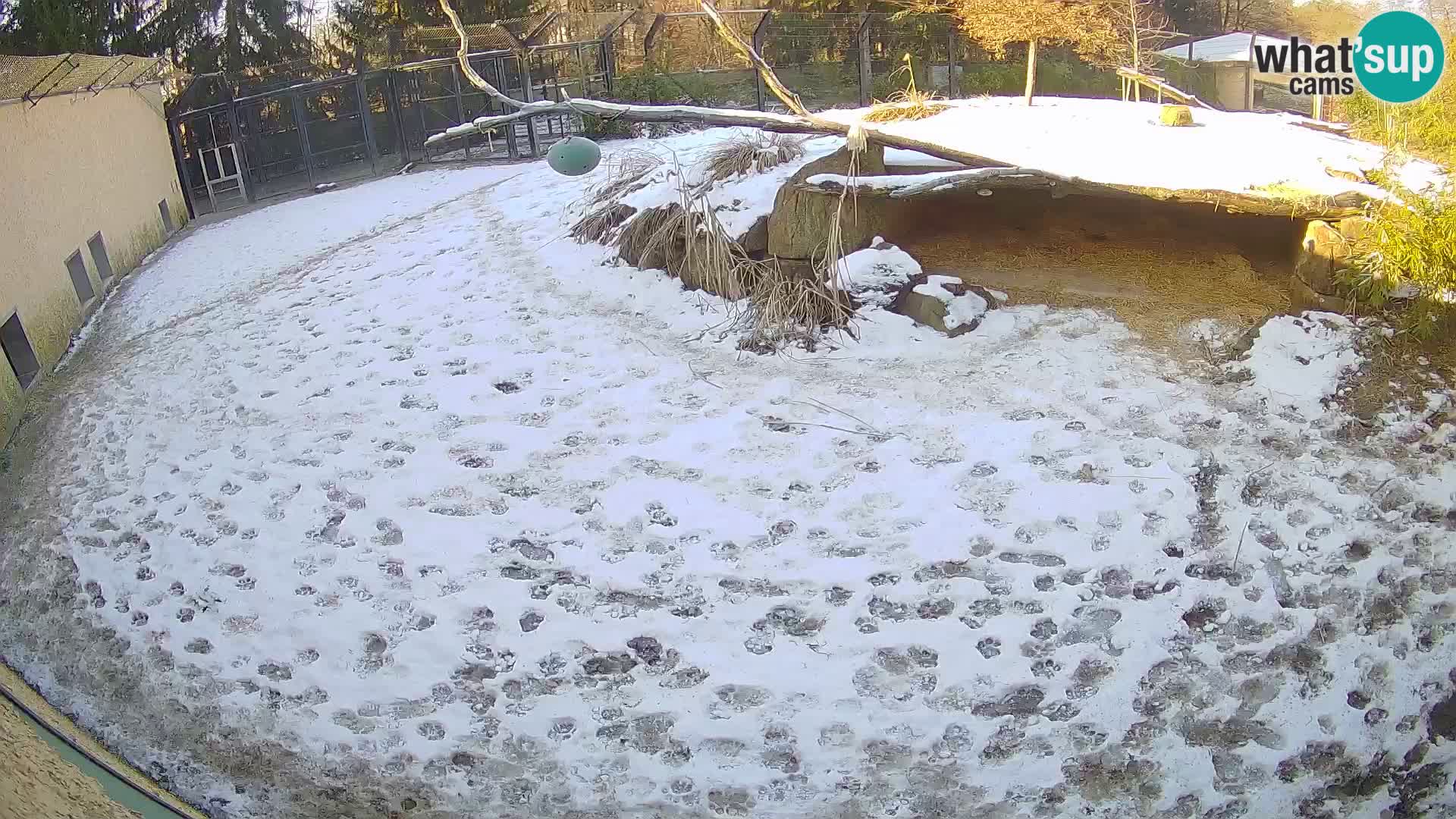 LION live Webcam in Ljubljana Zoo – Slovenia