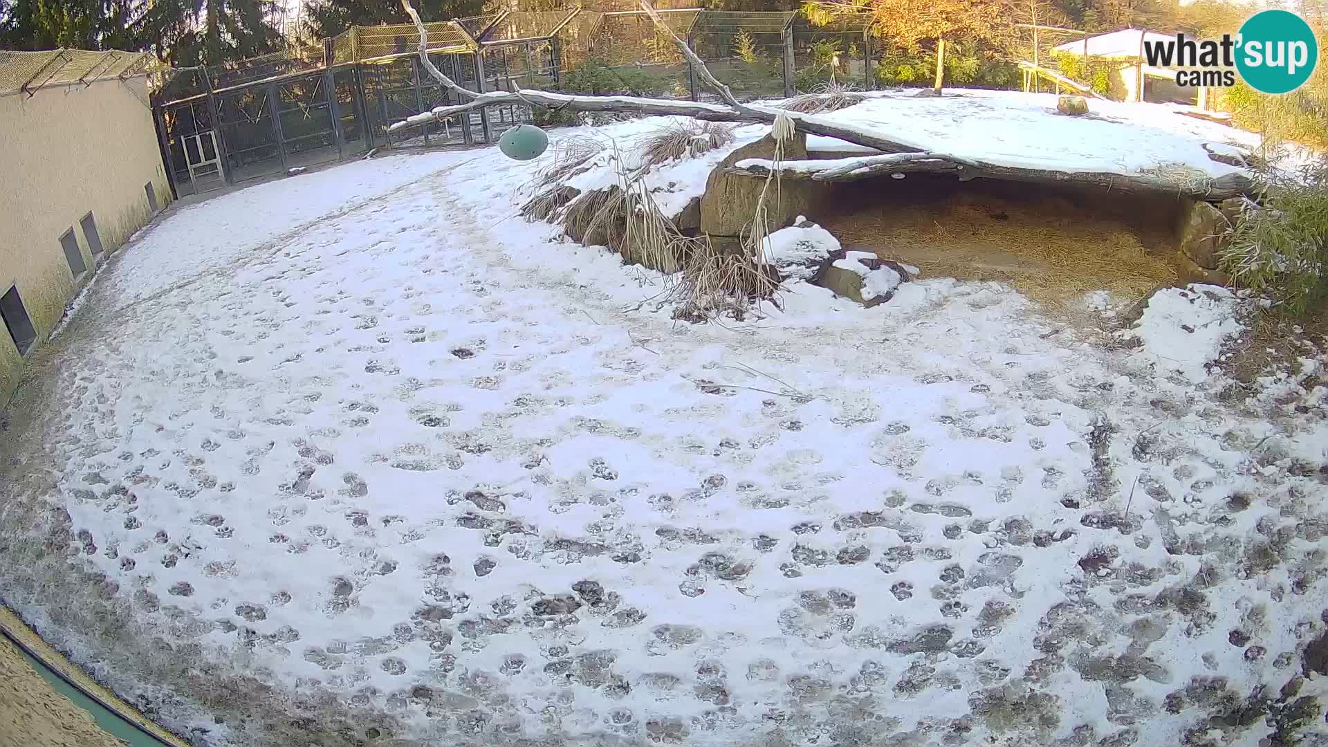 LION live Webcam in Ljubljana Zoo – Slovenia