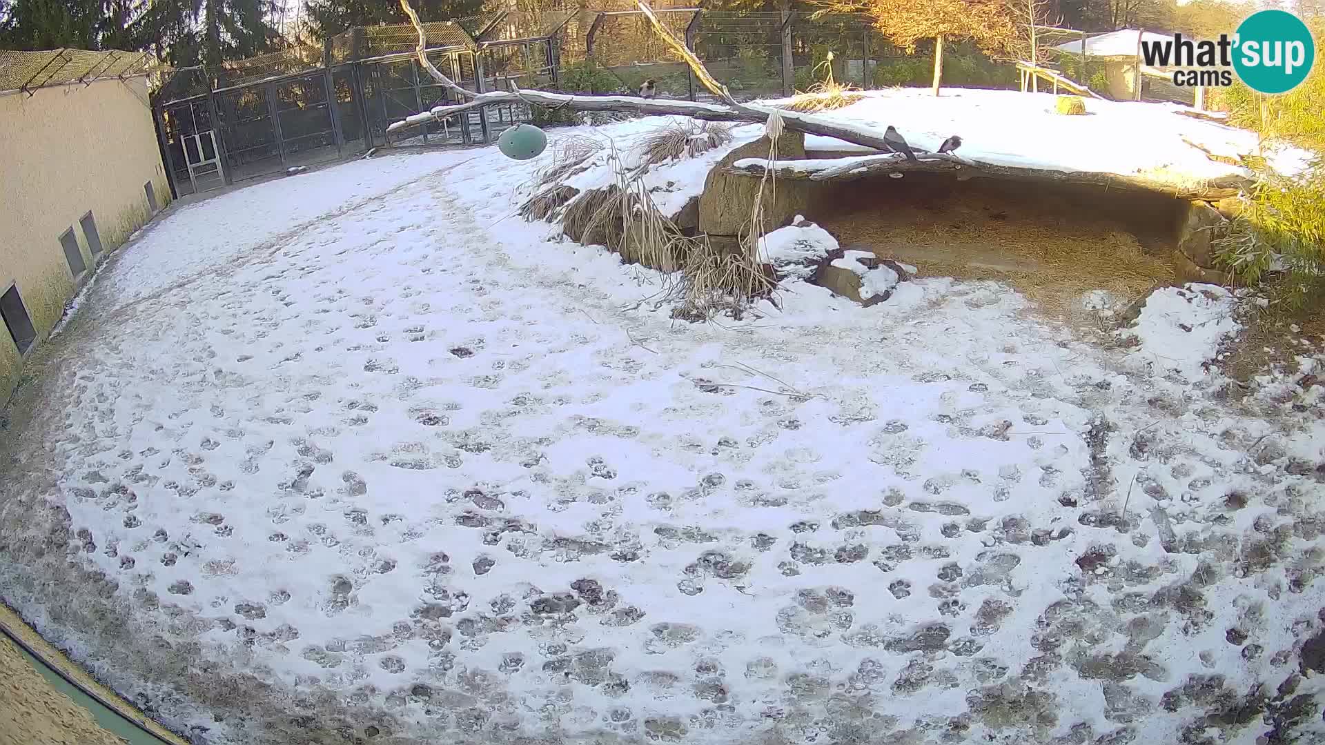 Lavovi web kamera uživo u ljubljanskom zoološkom vrtu – Slovenija