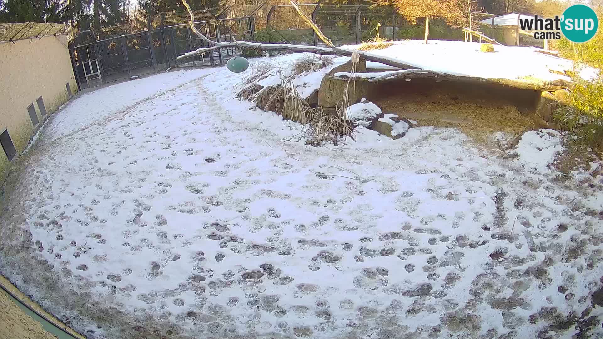 Lavovi web kamera uživo u ljubljanskom zoološkom vrtu – Slovenija