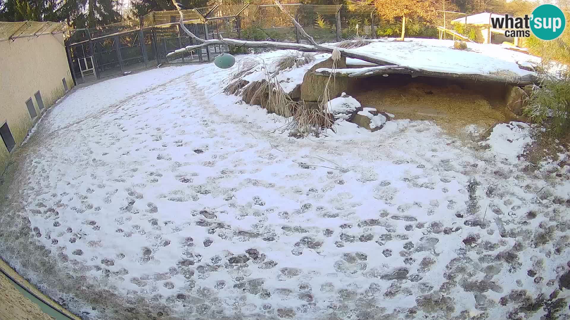 LION webcam en direct du zoo de Ljubljana – Slovénie