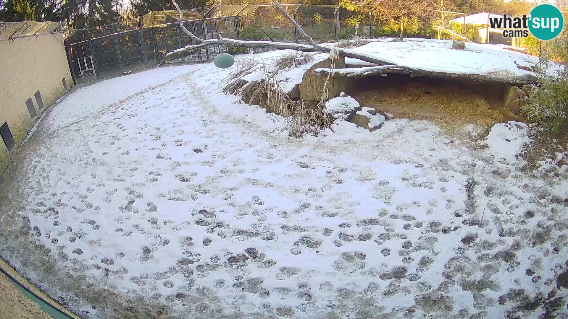 LION live Webcam in Ljubljana Zoo – Slovenia