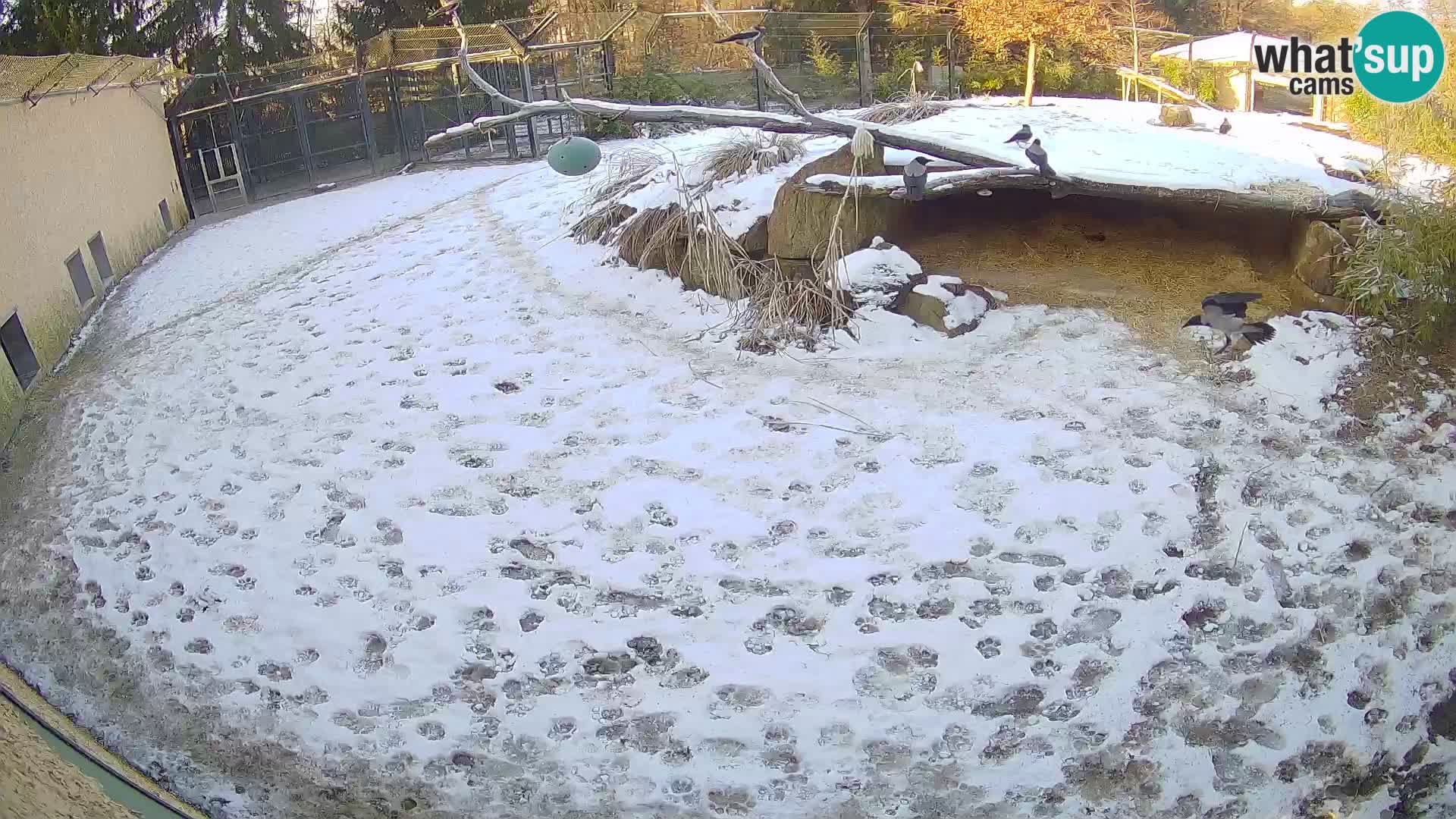 LION webcam en direct du zoo de Ljubljana – Slovénie