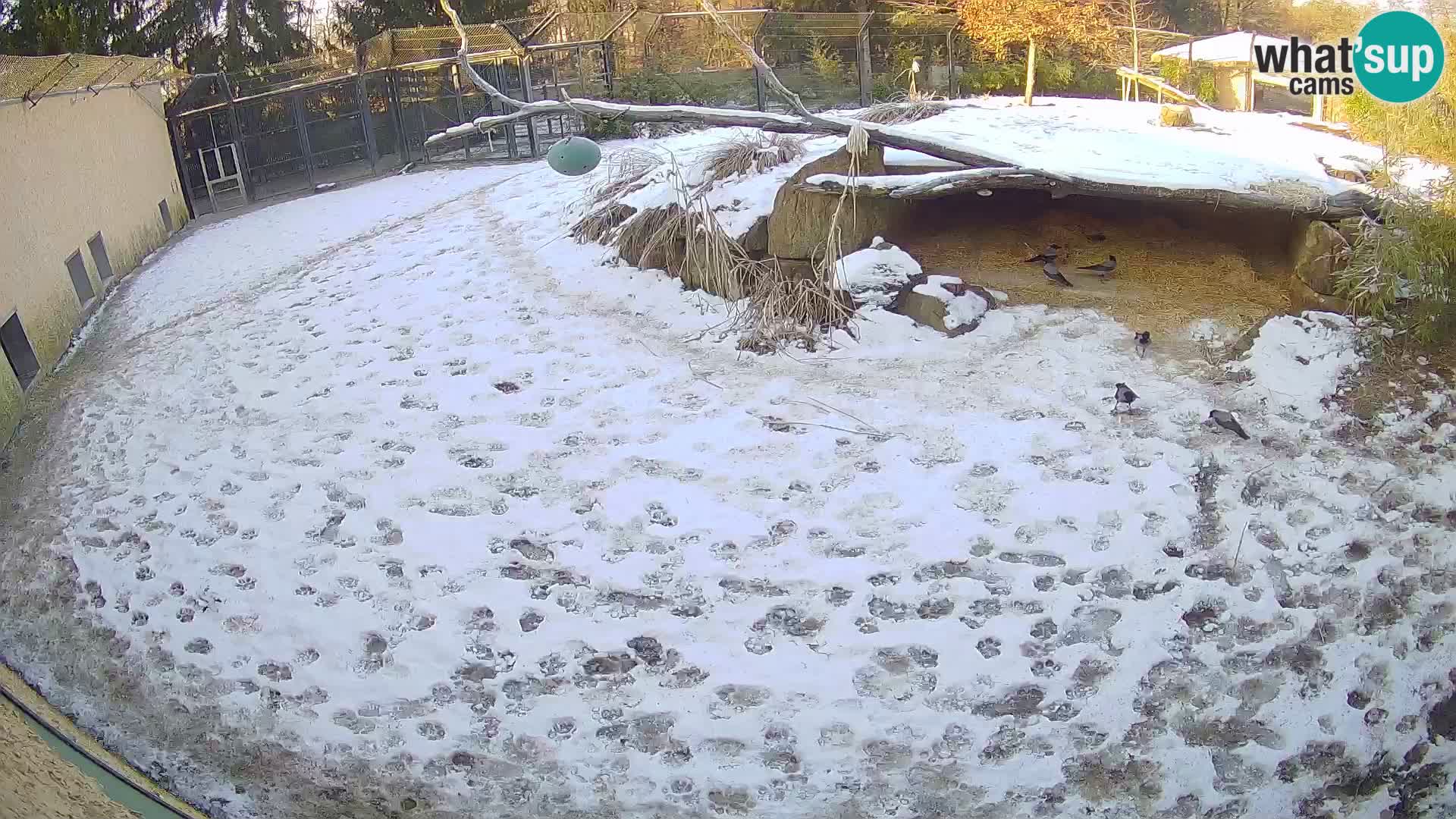 Lavovi web kamera uživo u ljubljanskom zoološkom vrtu – Slovenija