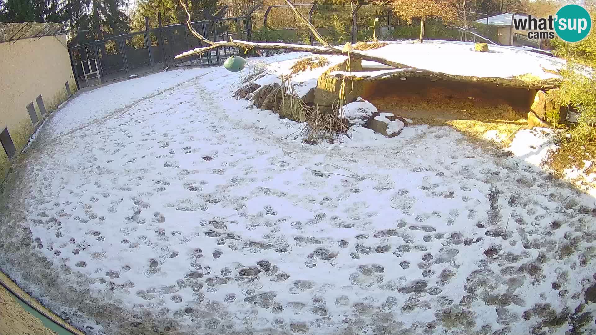 LEVI spletna kamera v živalskem vrtu Ljubljana Zoo