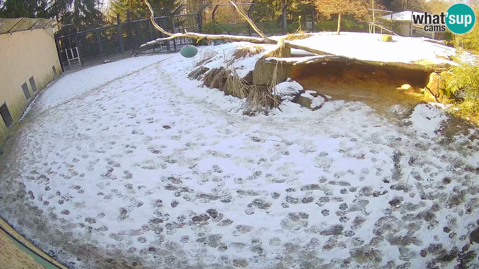 LION webcam en direct du zoo de Ljubljana – Slovénie