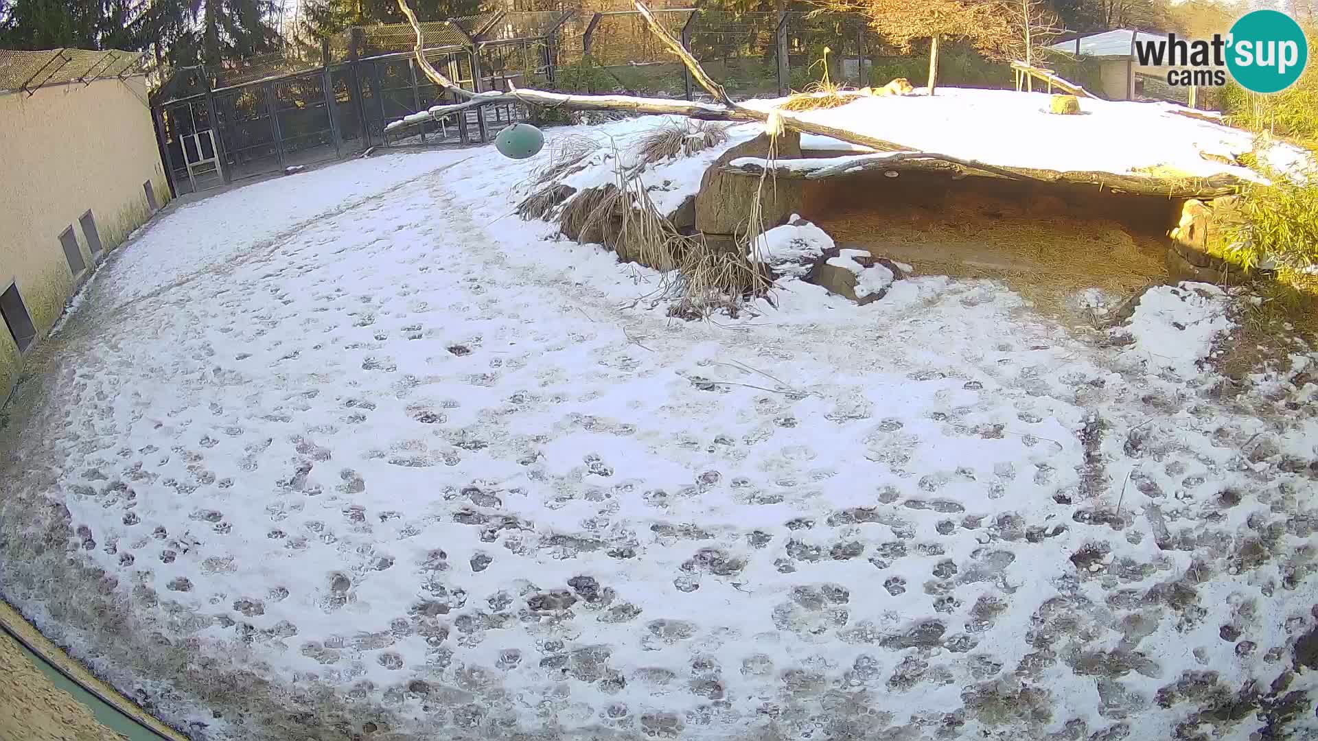 LION webcam en direct du zoo de Ljubljana – Slovénie