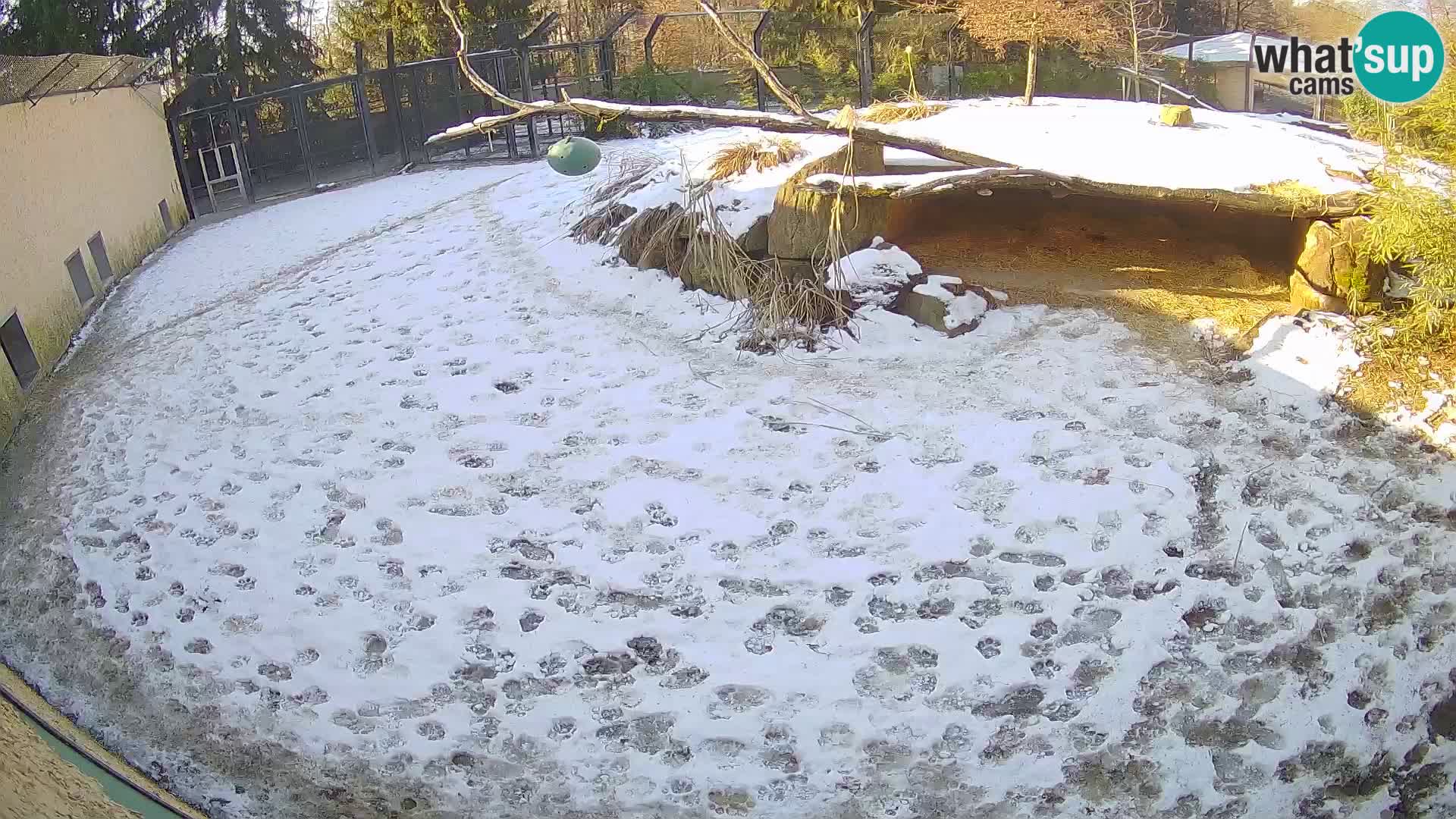 LION live Webcam in Ljubljana Zoo – Slovenia