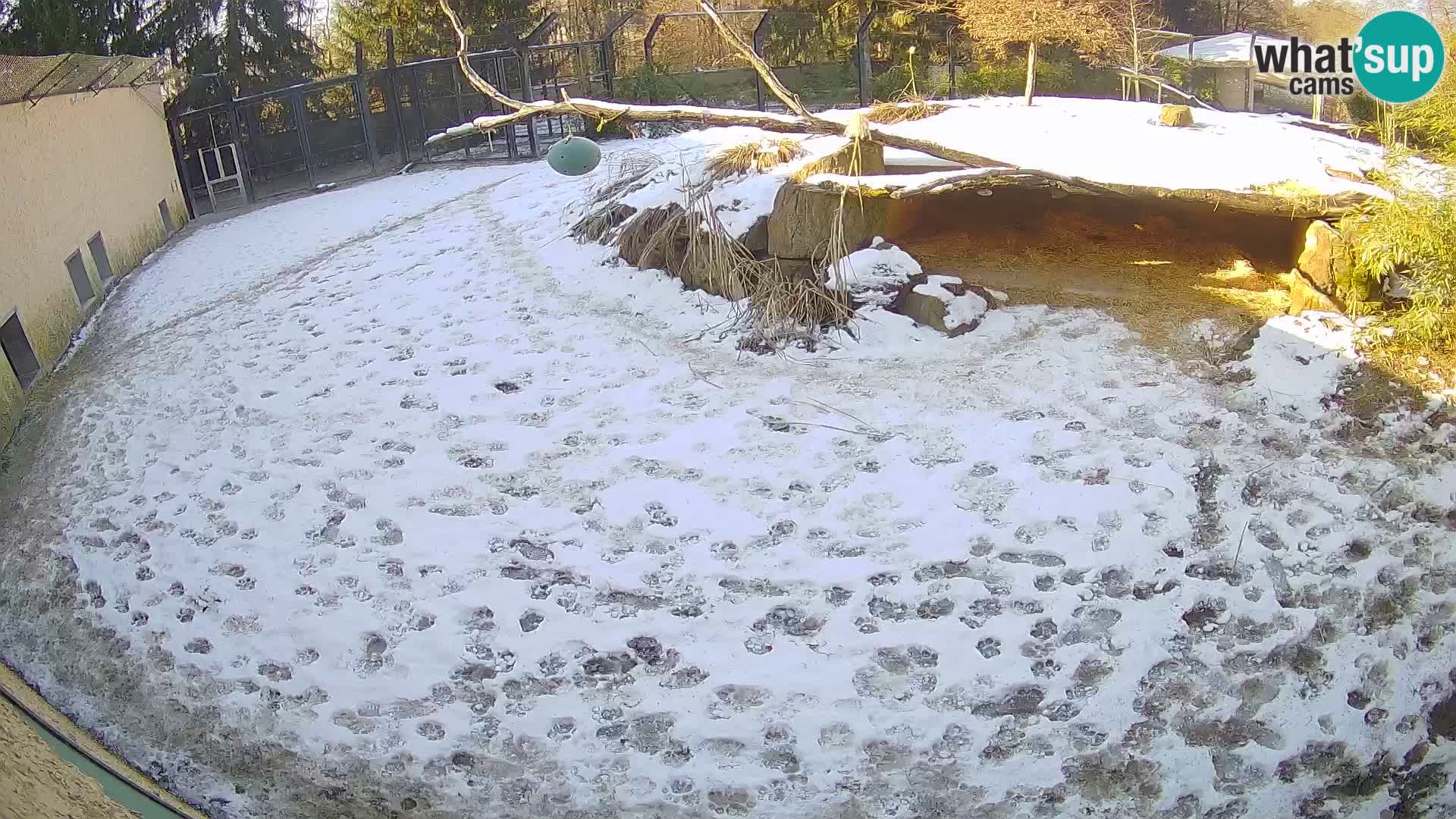 LION live Webcam in Ljubljana Zoo – Slovenia