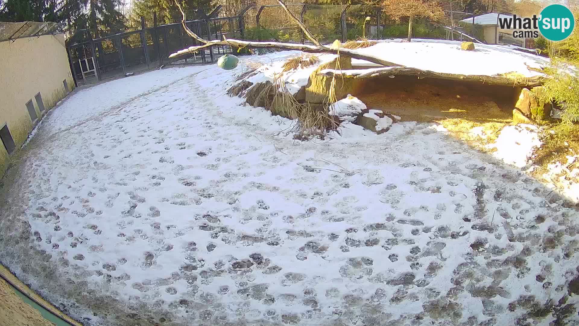 LION webcam en direct du zoo de Ljubljana – Slovénie