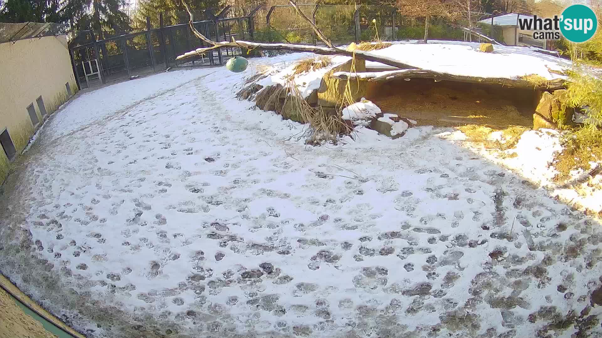 LION live Webcam in Ljubljana Zoo – Slovenia