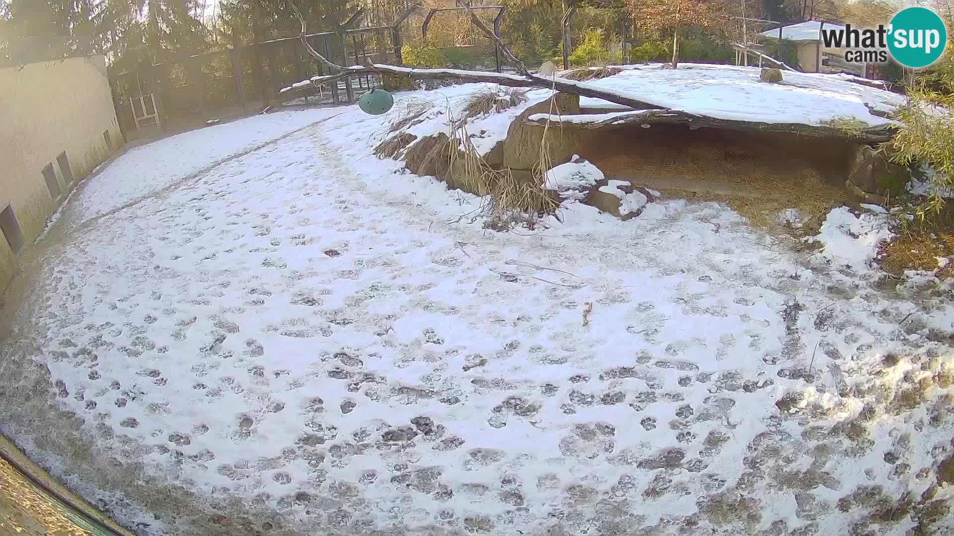 LION live Webcam in Ljubljana Zoo – Slovenia