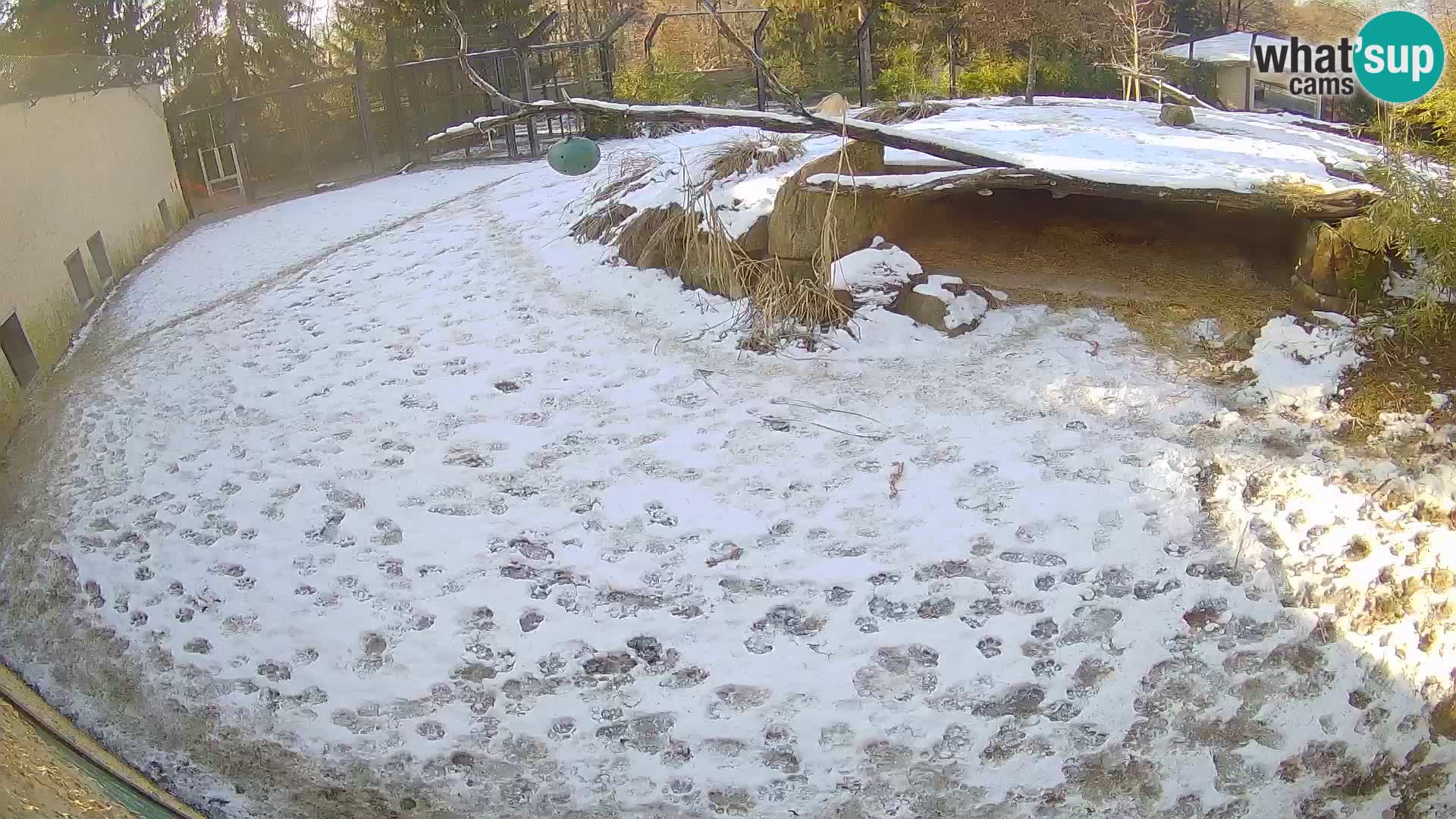 LION live Webcam in Ljubljana Zoo – Slovenia