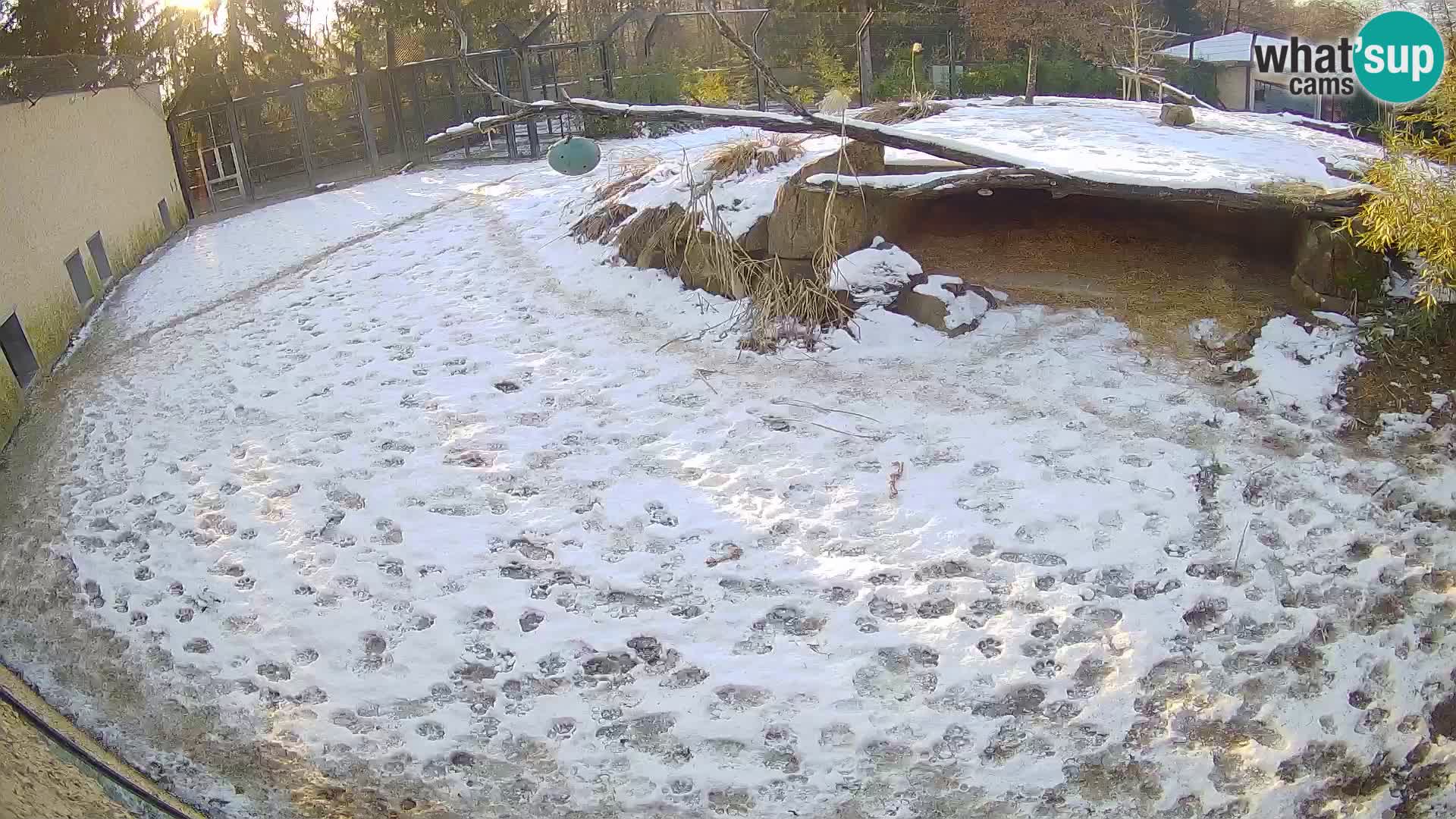 LION live Webcam in Ljubljana Zoo – Slovenia