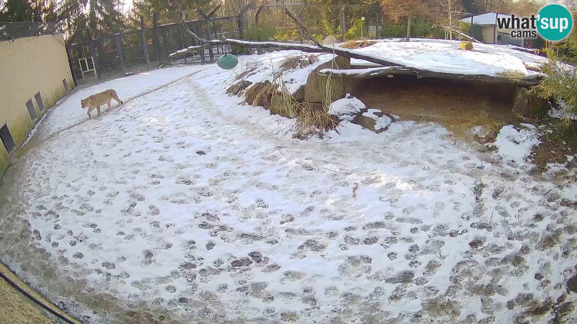 Lavovi web kamera uživo u ljubljanskom zoološkom vrtu – Slovenija