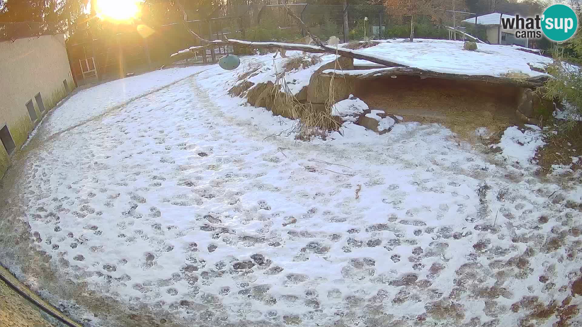 LION live Webcam in Ljubljana Zoo – Slovenia