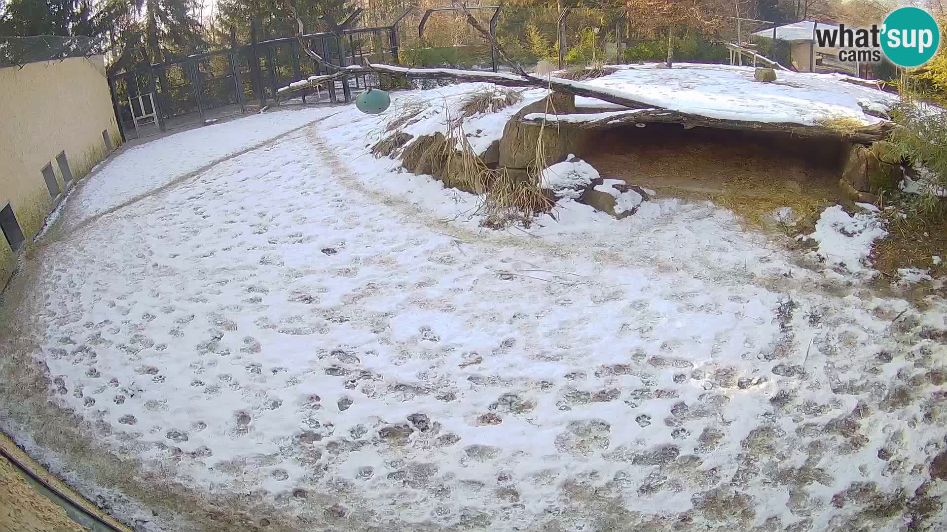 Lavovi web kamera uživo u ljubljanskom zoološkom vrtu – Slovenija