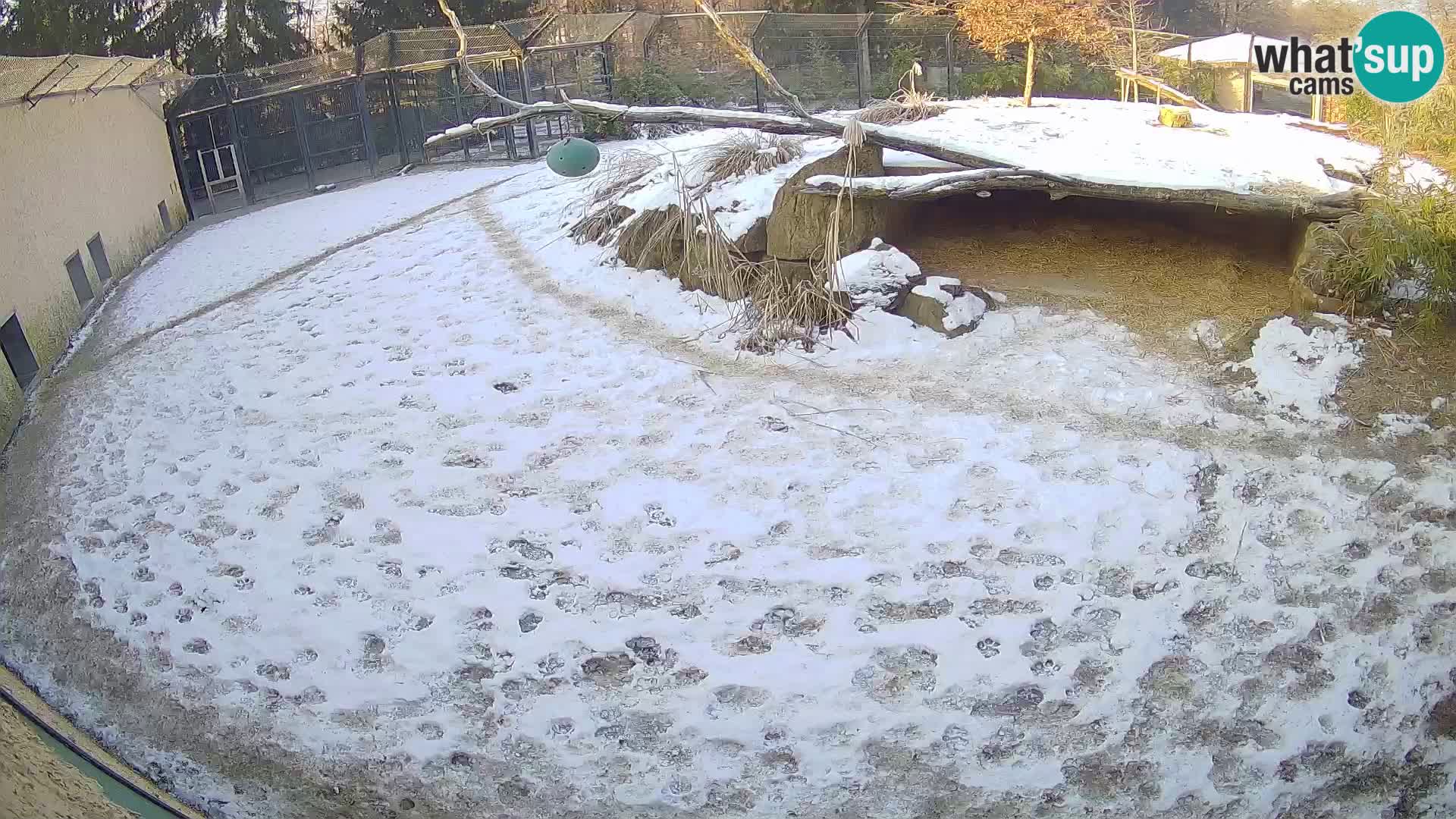 LEONE live Webcam nello zoo di Lubiana – Slovenia