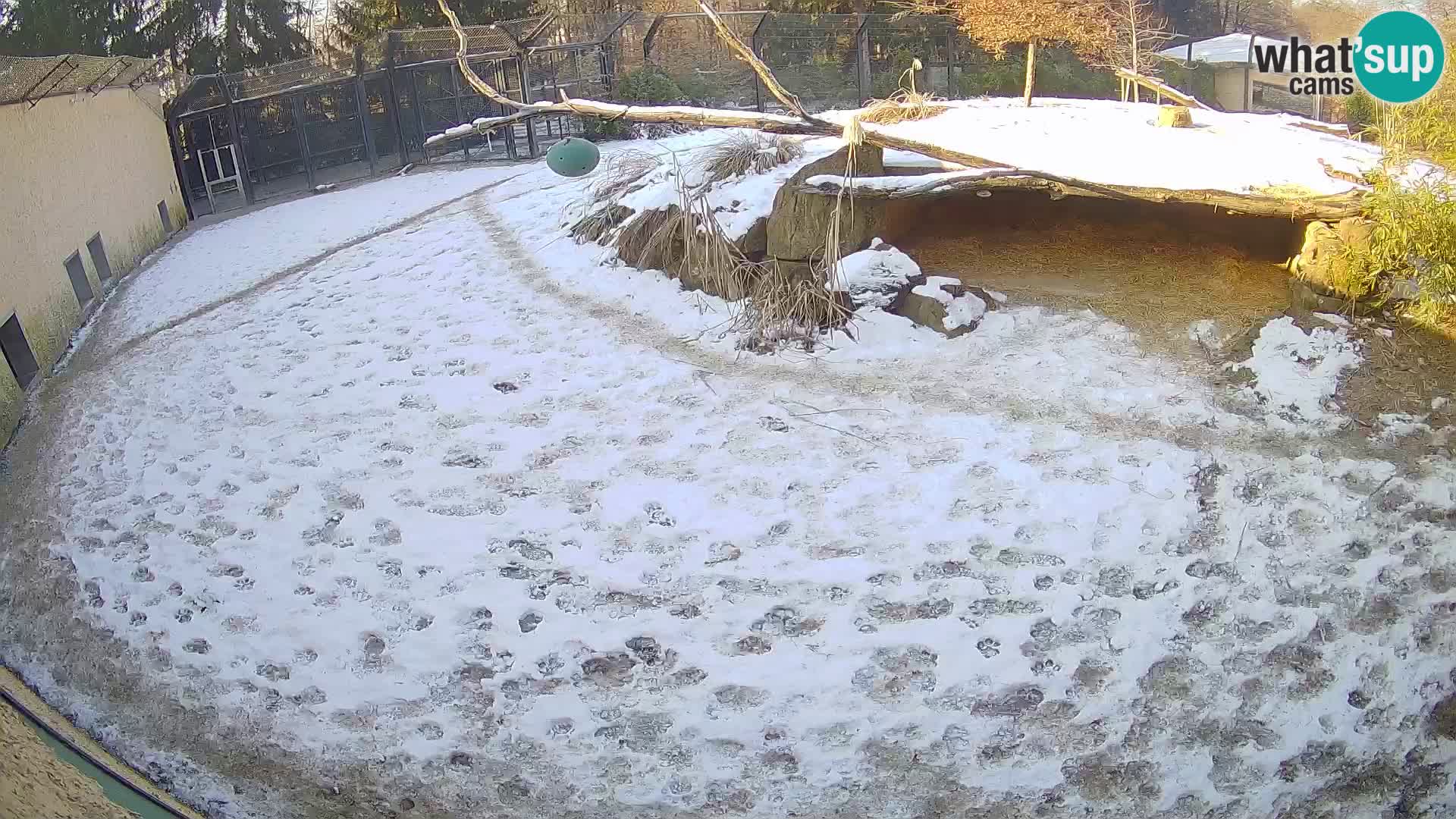 LEONE live Webcam nello zoo di Lubiana – Slovenia