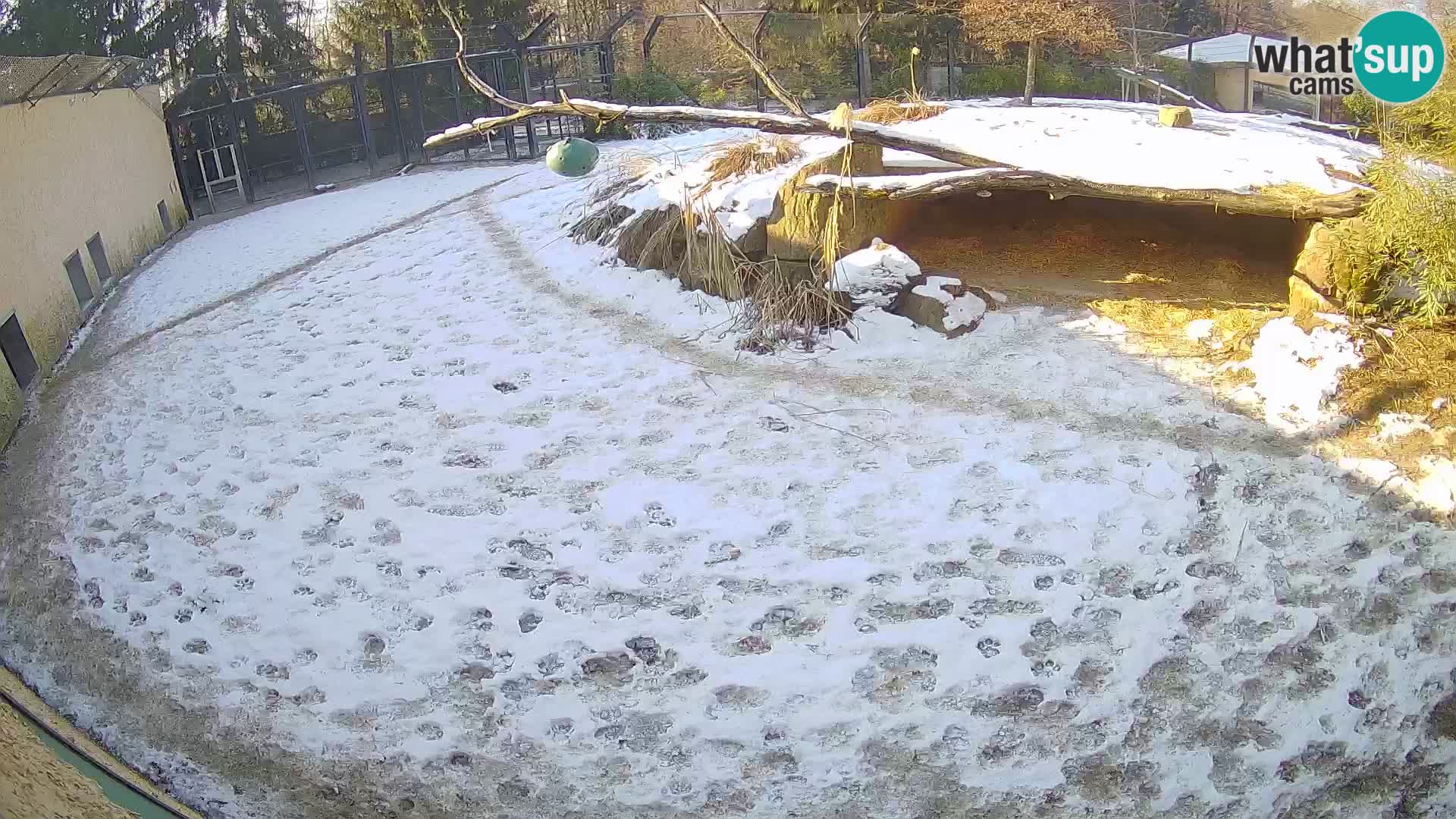 LEVI spletna kamera v živalskem vrtu Ljubljana Zoo