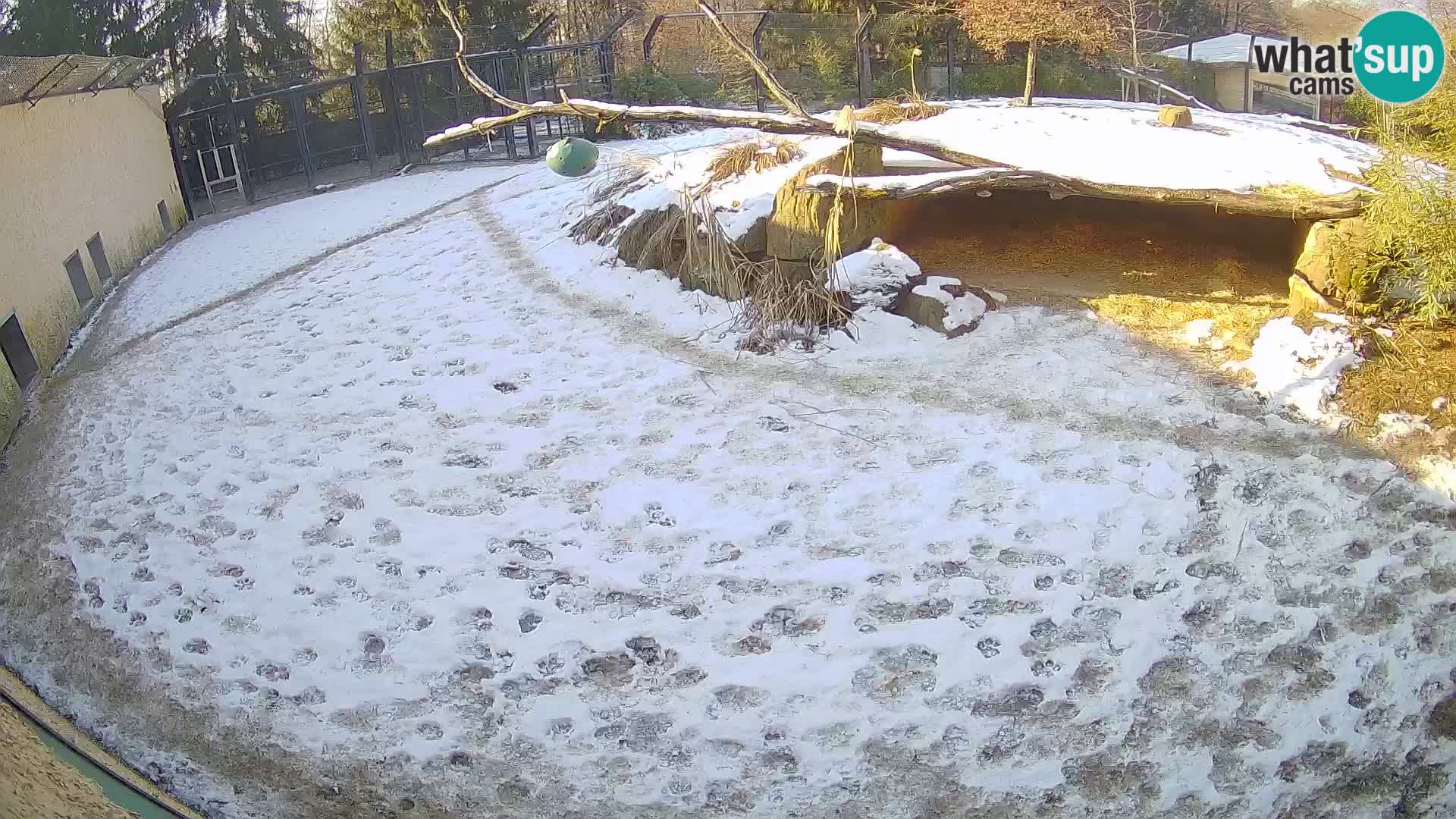 LEONE live Webcam nello zoo di Lubiana – Slovenia