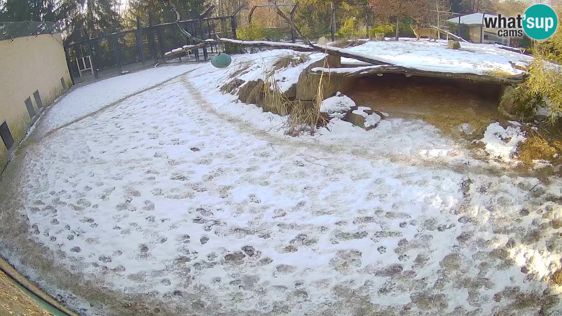 LEONE live Webcam nello zoo di Lubiana – Slovenia