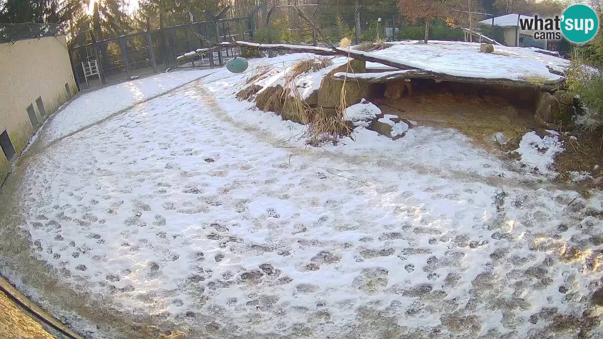 LEVI spletna kamera v živalskem vrtu Ljubljana Zoo