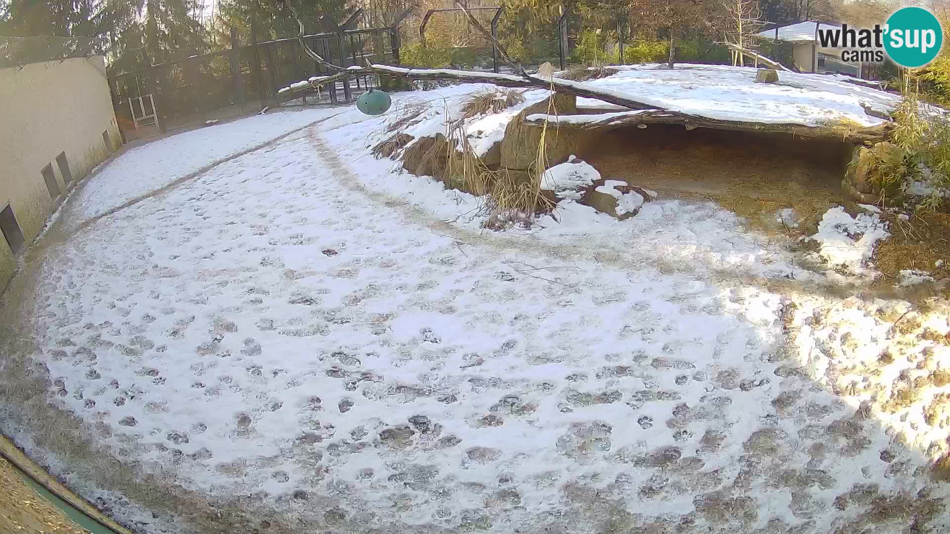 LEVI spletna kamera v živalskem vrtu Ljubljana Zoo