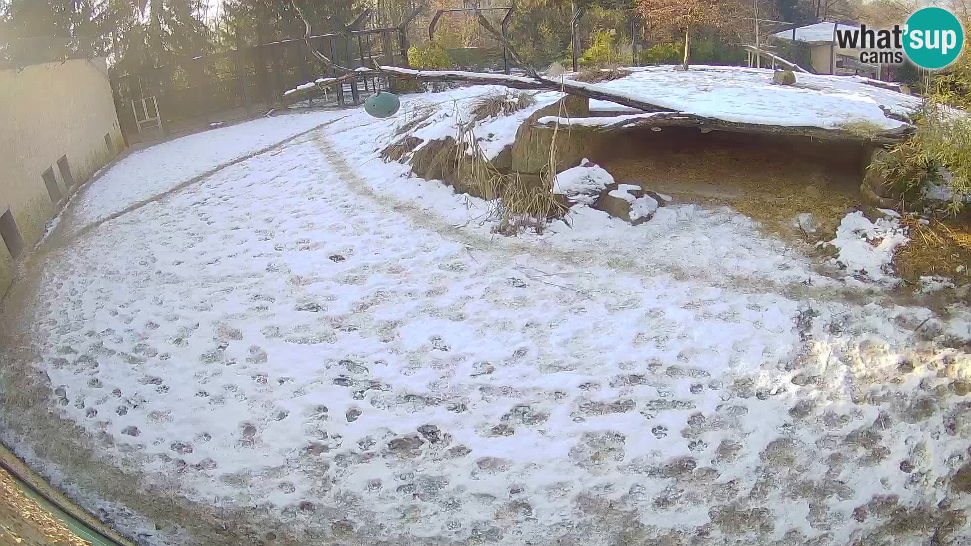 Löwe live Webcam im Zoo von Ljubljana – Slowenien