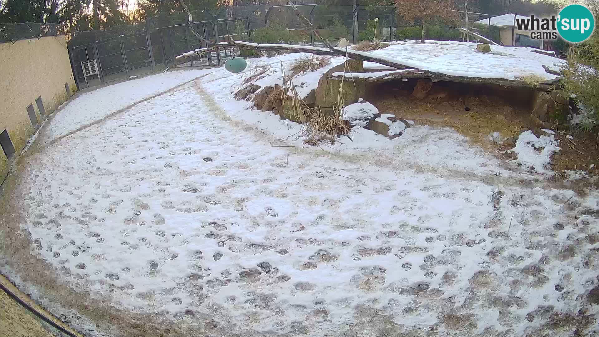 Löwe live Webcam im Zoo von Ljubljana – Slowenien