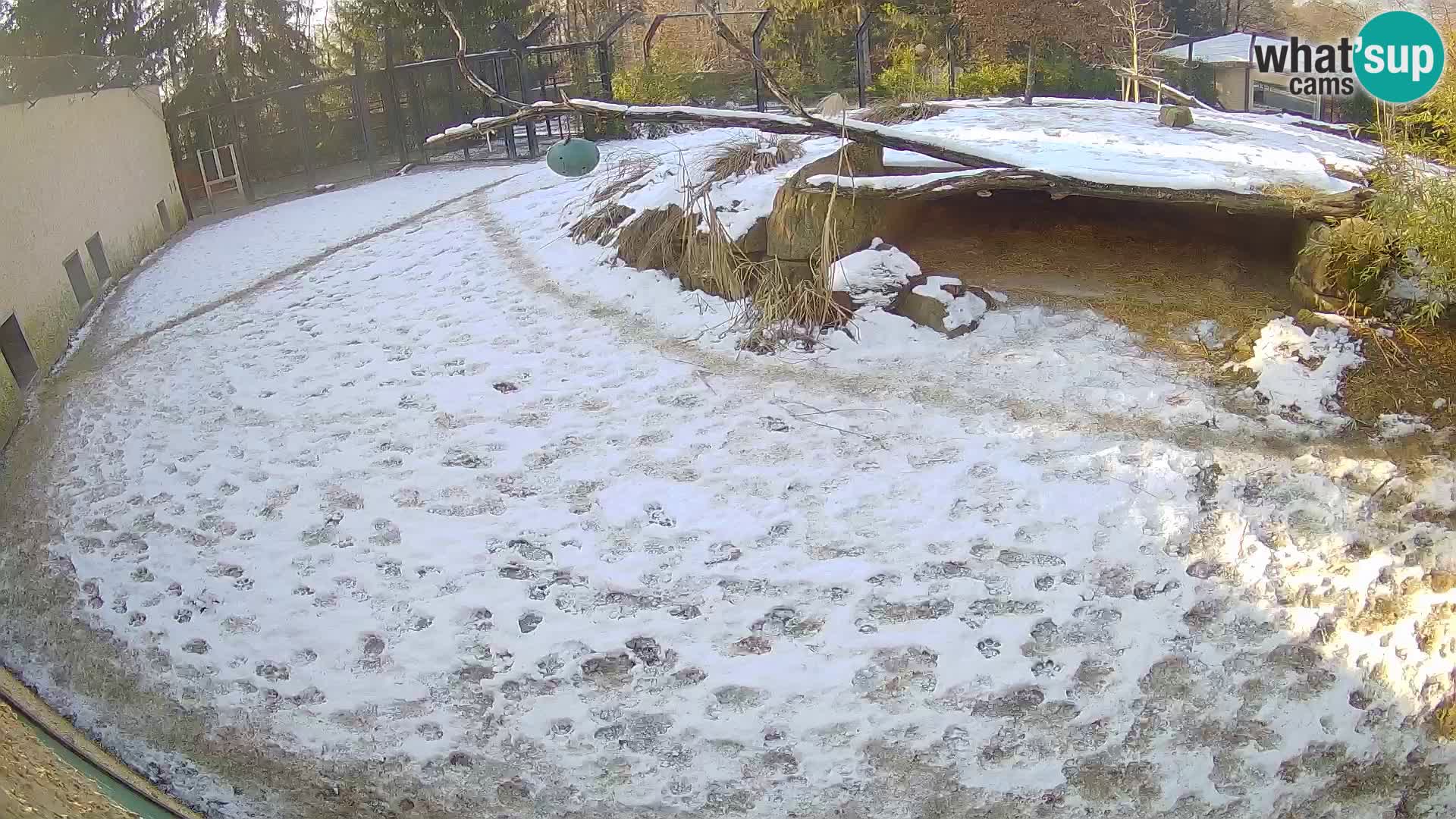 Lavovi web kamera uživo u ljubljanskom zoološkom vrtu – Slovenija