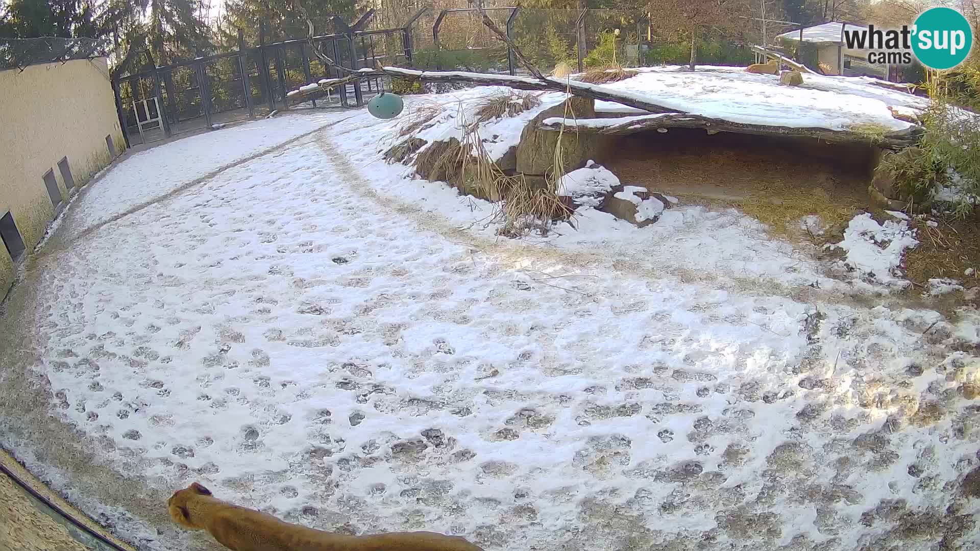 LION webcam en direct du zoo de Ljubljana – Slovénie