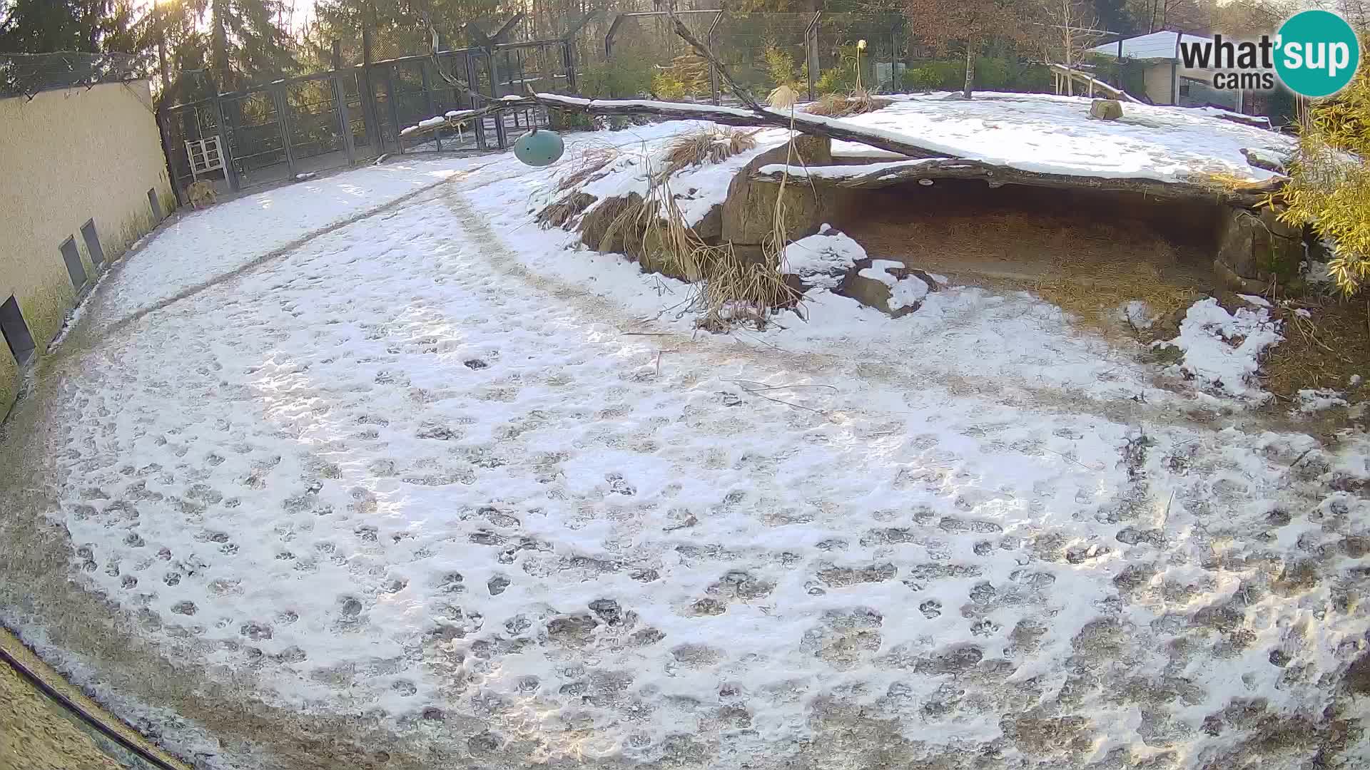 Lavovi web kamera uživo u ljubljanskom zoološkom vrtu – Slovenija