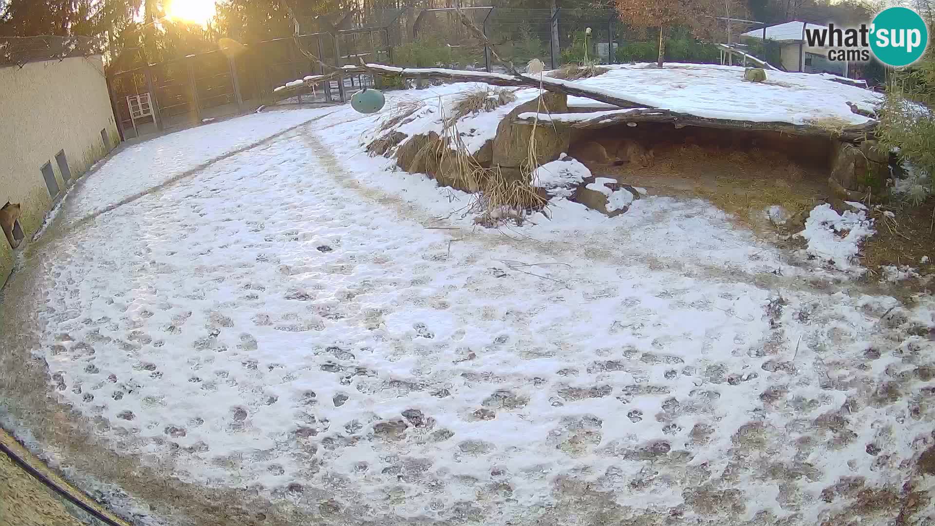 LION live Webcam in Ljubljana Zoo – Slovenia