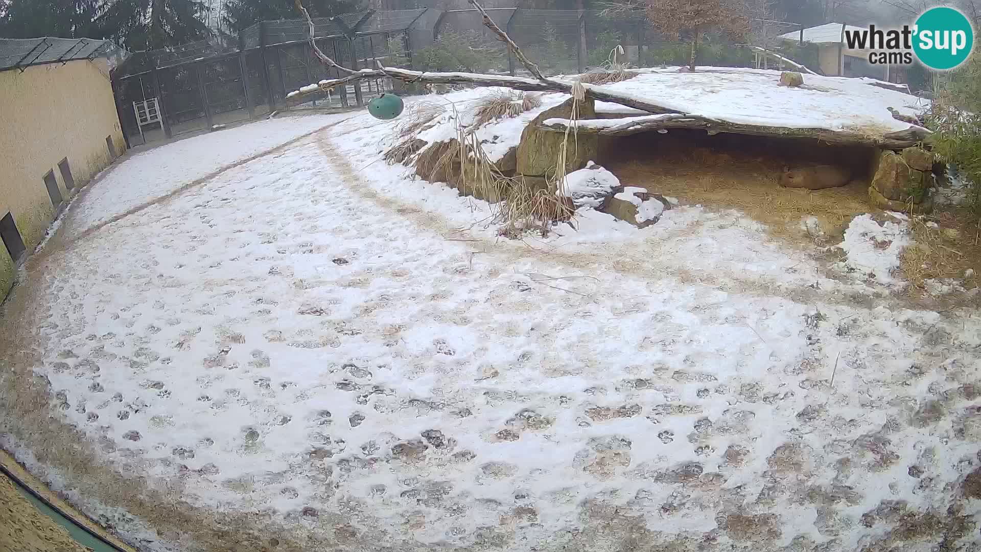 LEONE live Webcam nello zoo di Lubiana – Slovenia