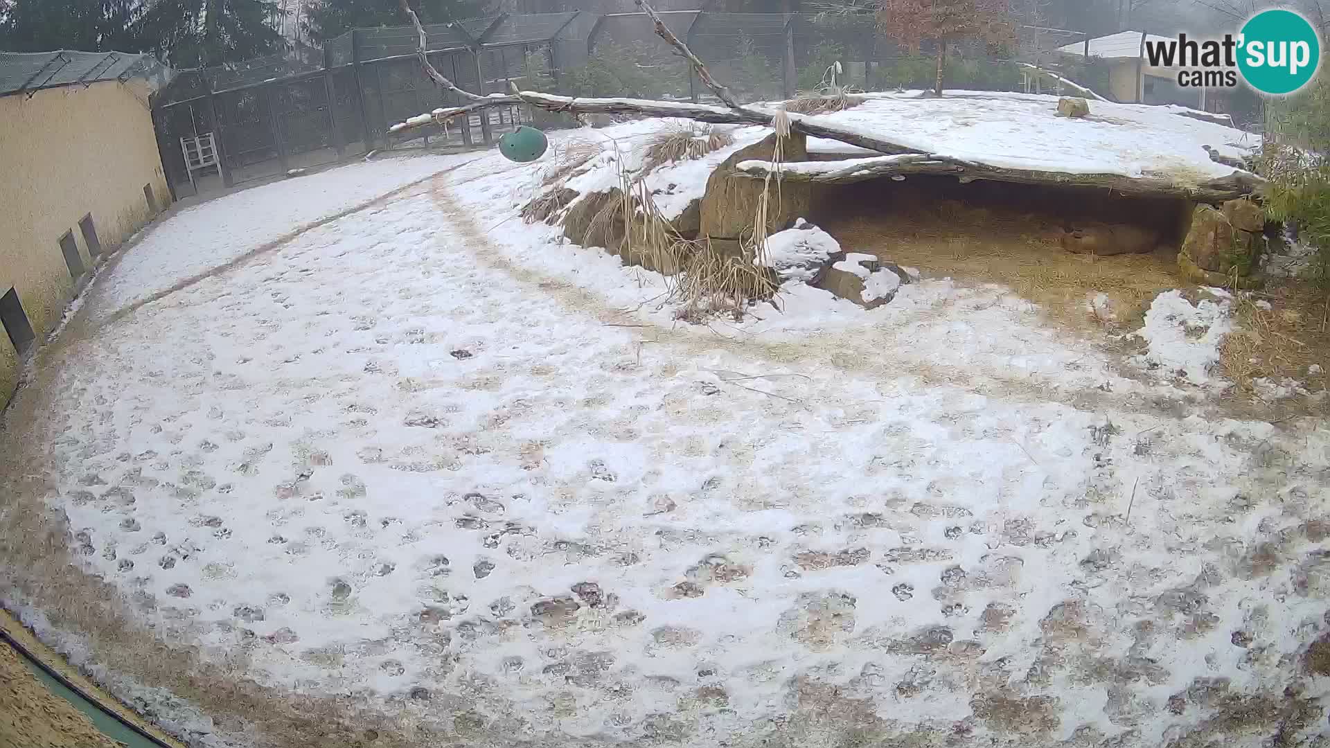 Lavovi web kamera uživo u ljubljanskom zoološkom vrtu – Slovenija