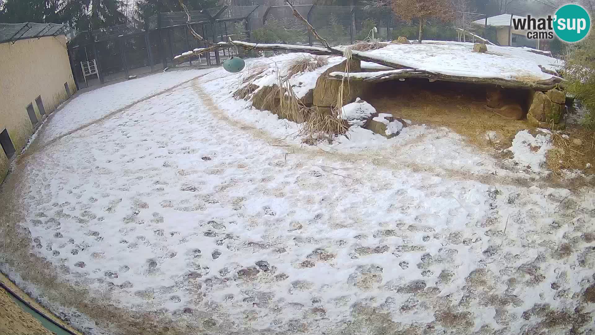 Löwe live Webcam im Zoo von Ljubljana – Slowenien