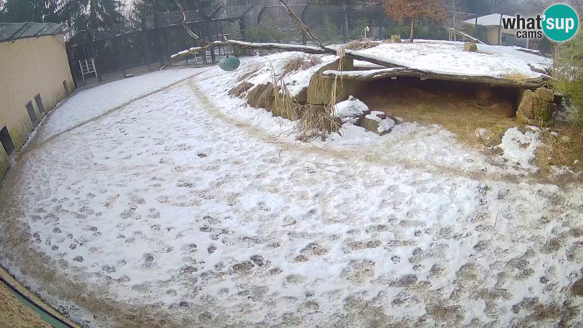 LEONE live Webcam nello zoo di Lubiana – Slovenia