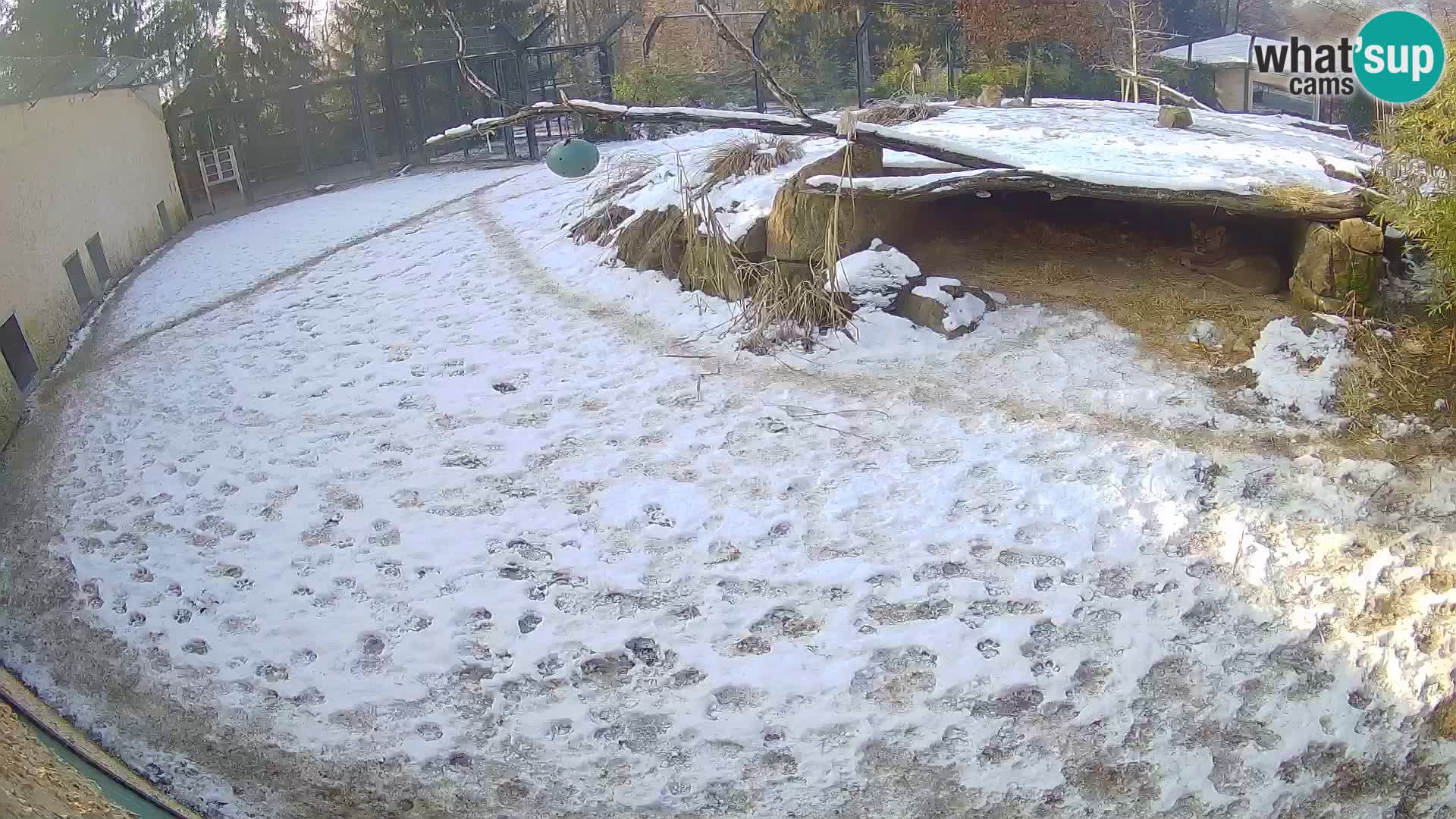 LION live Webcam in Ljubljana Zoo – Slovenia