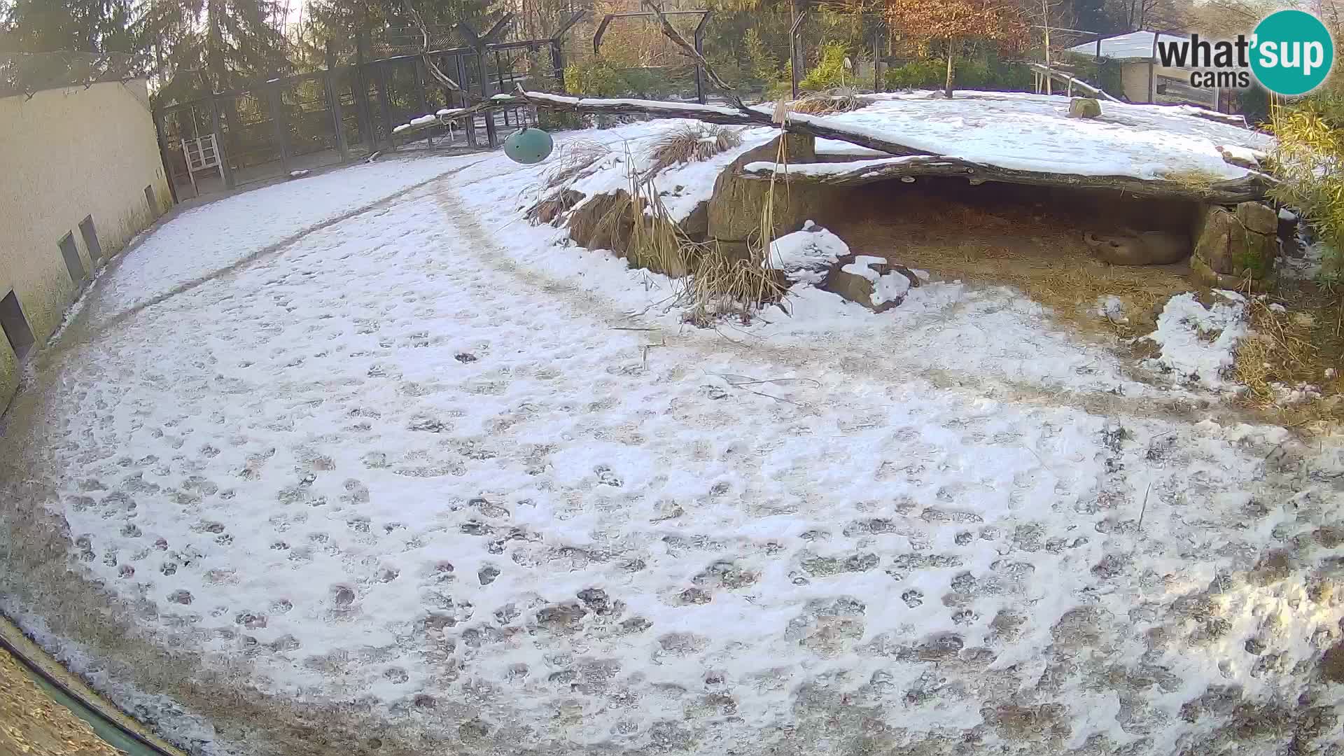 Lavovi web kamera uživo u ljubljanskom zoološkom vrtu – Slovenija