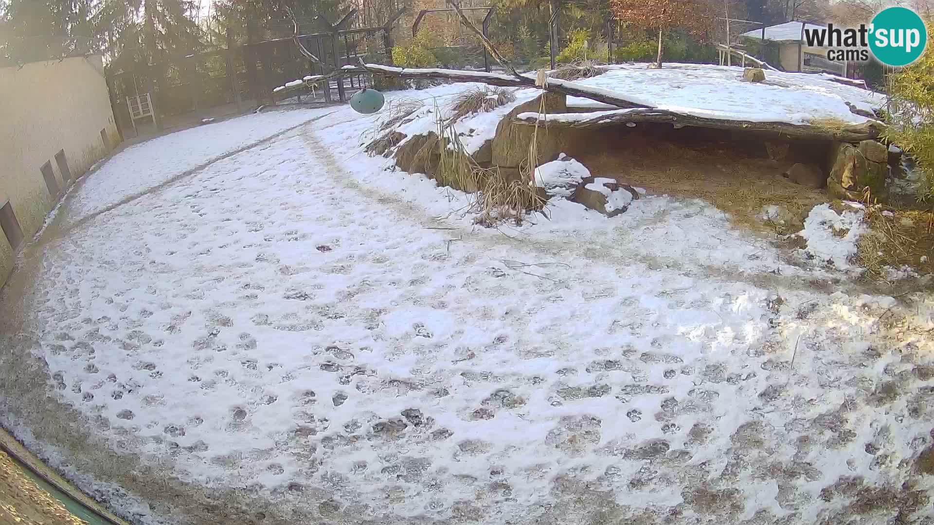 LEON Webcam en vivo en Ljubljana Zoo – Eslovenia